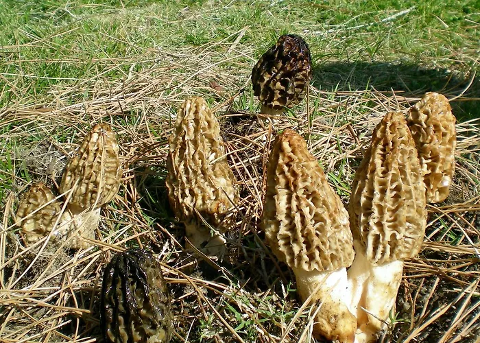 Hotel Alila Koycegiz (Mugla)